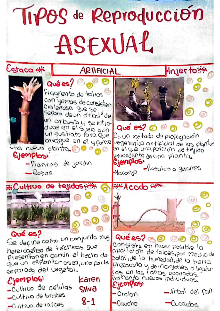 Tipos de Reproducción Asexual en Plantas y su Importancia