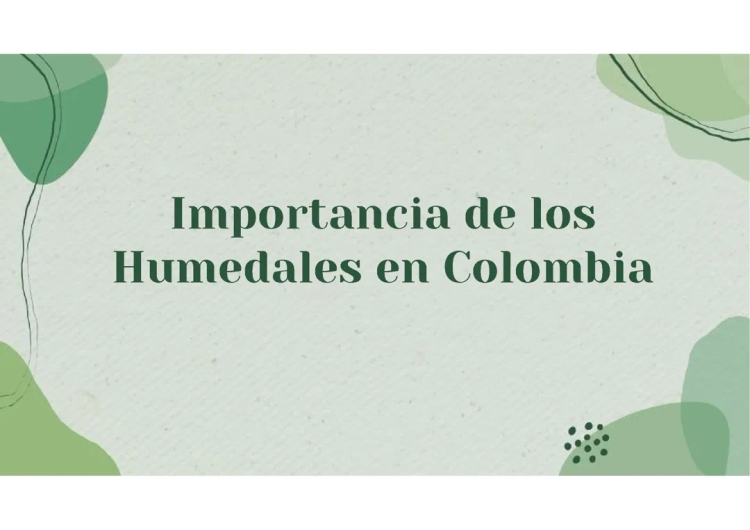 Importancia de los humedales para niños - Qué son, tipos y problemas en Colombia