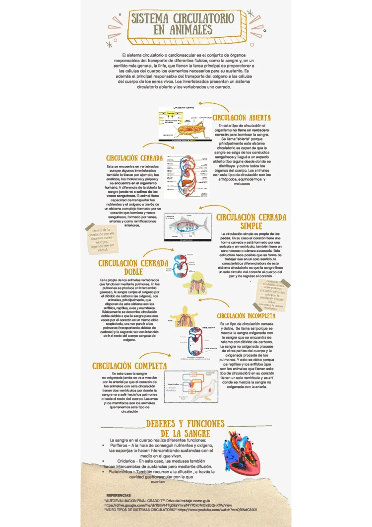 Sistema Circulatorio en Animales: Abierto y Cerrado - Infografía para Niños