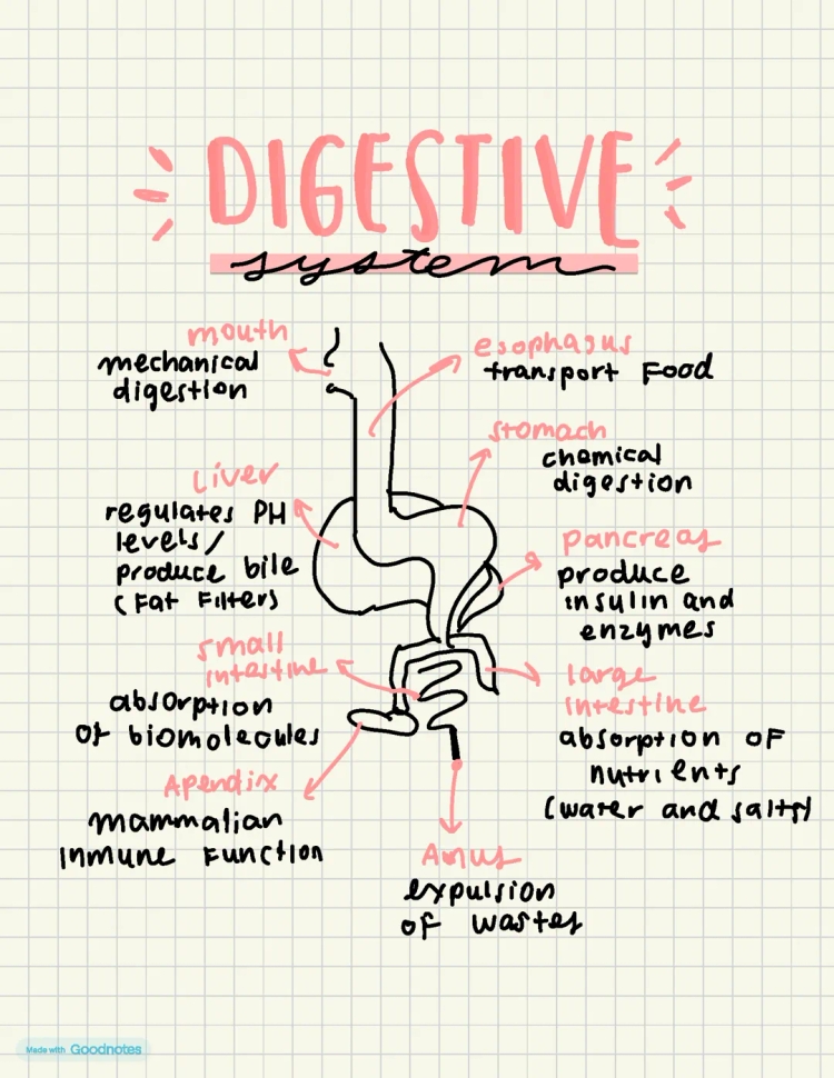 Understanding Your Digestive System: How Your Body Breaks Down Food