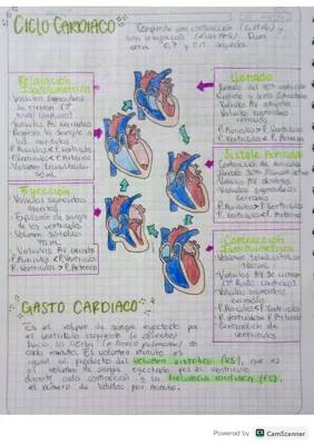 Guía Fácil del Ciclo Cardíaco y las Válvulas del Corazón