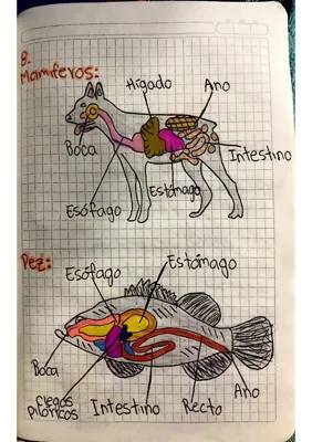 Sistema digestivo.