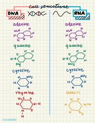 What are DNA and RNA? Exploring Their Differences and Similarities