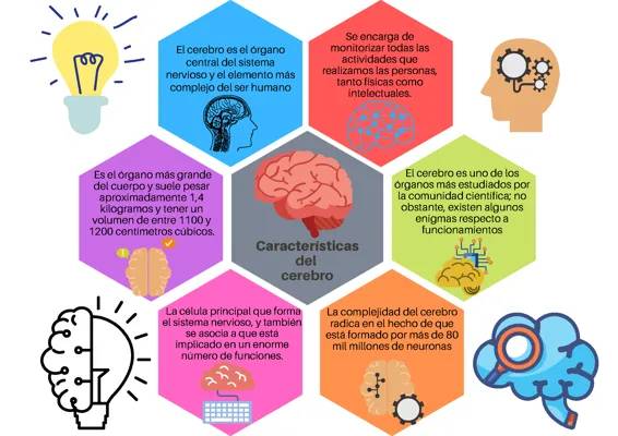 Características del cerebro 