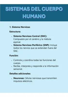 Las 5 funciones del sistema nervioso y sus partes: ¡Descubre cómo funciona tu cuerpo!