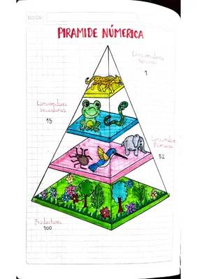 Pirámides Ecológicas y Numéricas: Ejemplos y Ejercicios Resueltos