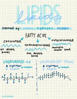 All About Lipids: Types, Structure, and Functions for Kids