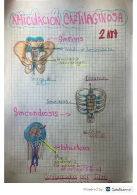 Descubre los Tipos de Articulaciones: Sinoviales, Cartilaginosas y Más