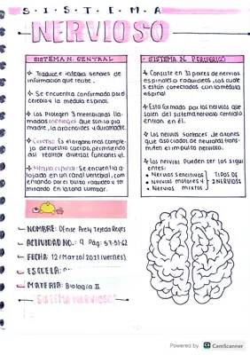 Sistema nervioso cerebral 