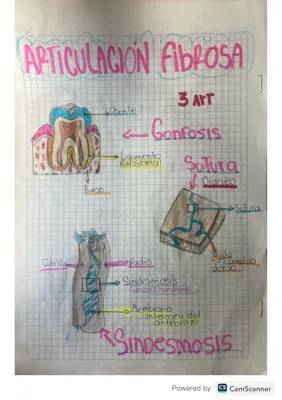 Todo sobre las Articulaciones: Cartilaginosas, Fibrosas y Sinoviales