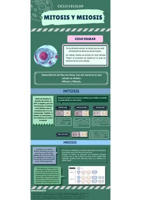 División Celular para Niños: Mitosis y Meiosis Fácil