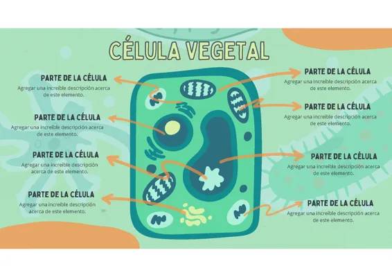 Partes y Funciones de la Célula Vegetal para Niños