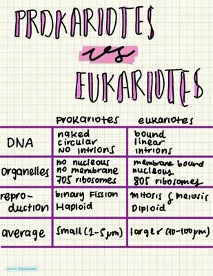 Prokaryotes vs Eukaryotes: 5 Key Differences and Similarities for Kids