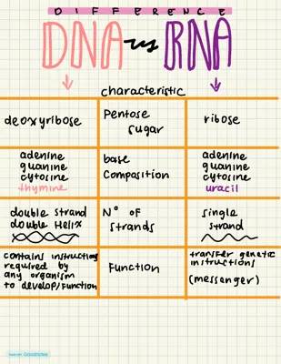 DNA and RNA: Easy Differences, Structure, and Fun Facts for Kids