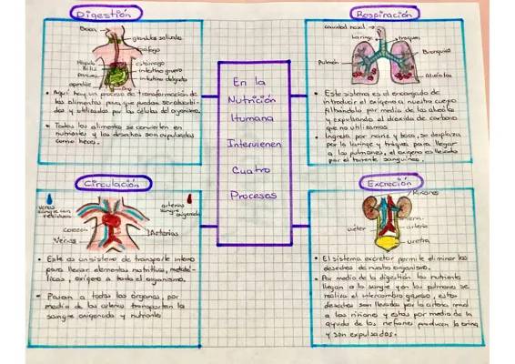 Mapa Conceptual de la Nutrición para Niños: Descubre los Sistemas Digestivo, Respiratorio y Circulatorio