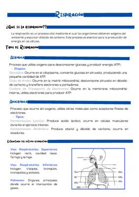 Todo sobre la Respiración Celular: Resumen y Proceso