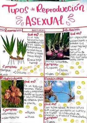 Descubre los Rizomas y la Reproducción Asexual de las Plantas