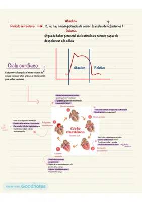 Resumo do Ciclo Cardíaco: Sístole, Diástole e Eletrocardiograma