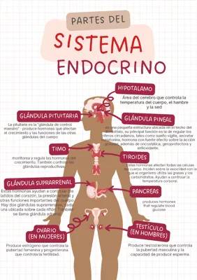 Todo sobre el Sistema Endocrino y su Relación con el Sistema Nervioso - PDF