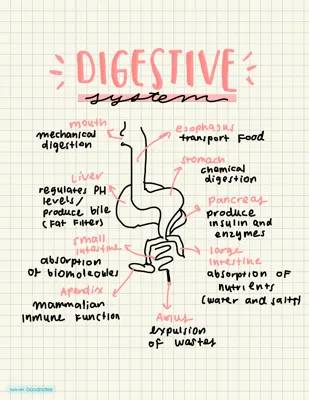 The Cool Journey of Your Food: Digestive System Adventures