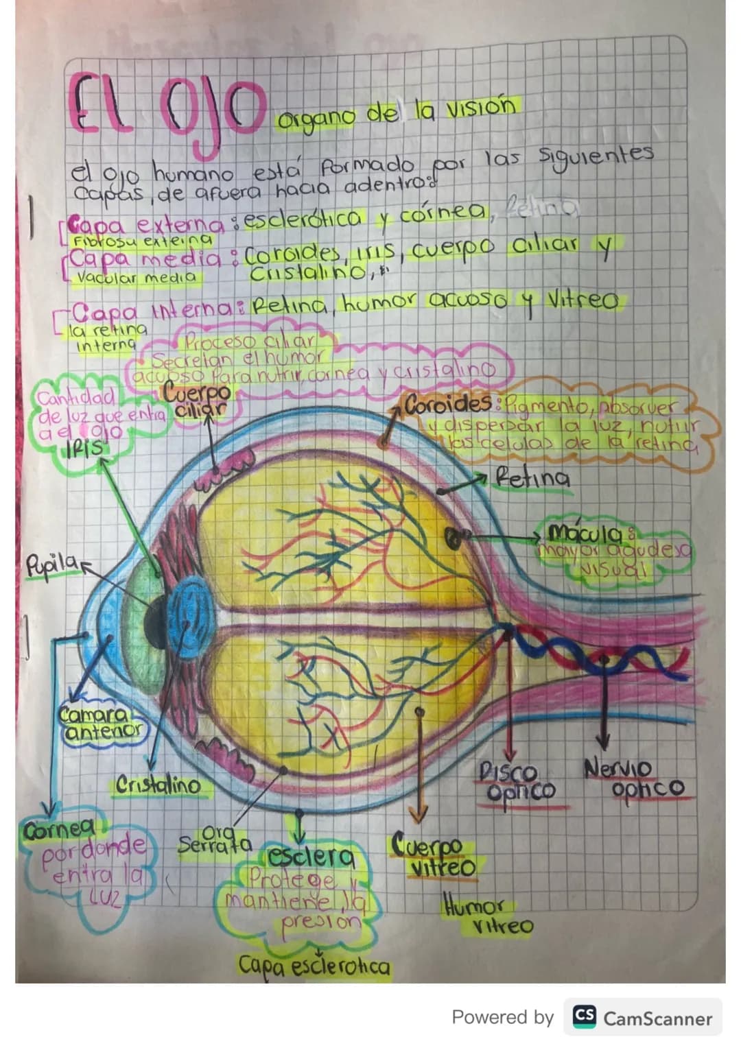 EL OJO
Organo de la Vision
el ojo humano está formado por las siguientes
Capas, de afuera hacia adentro.
Capa externa esclerótica
Fibrosu ex