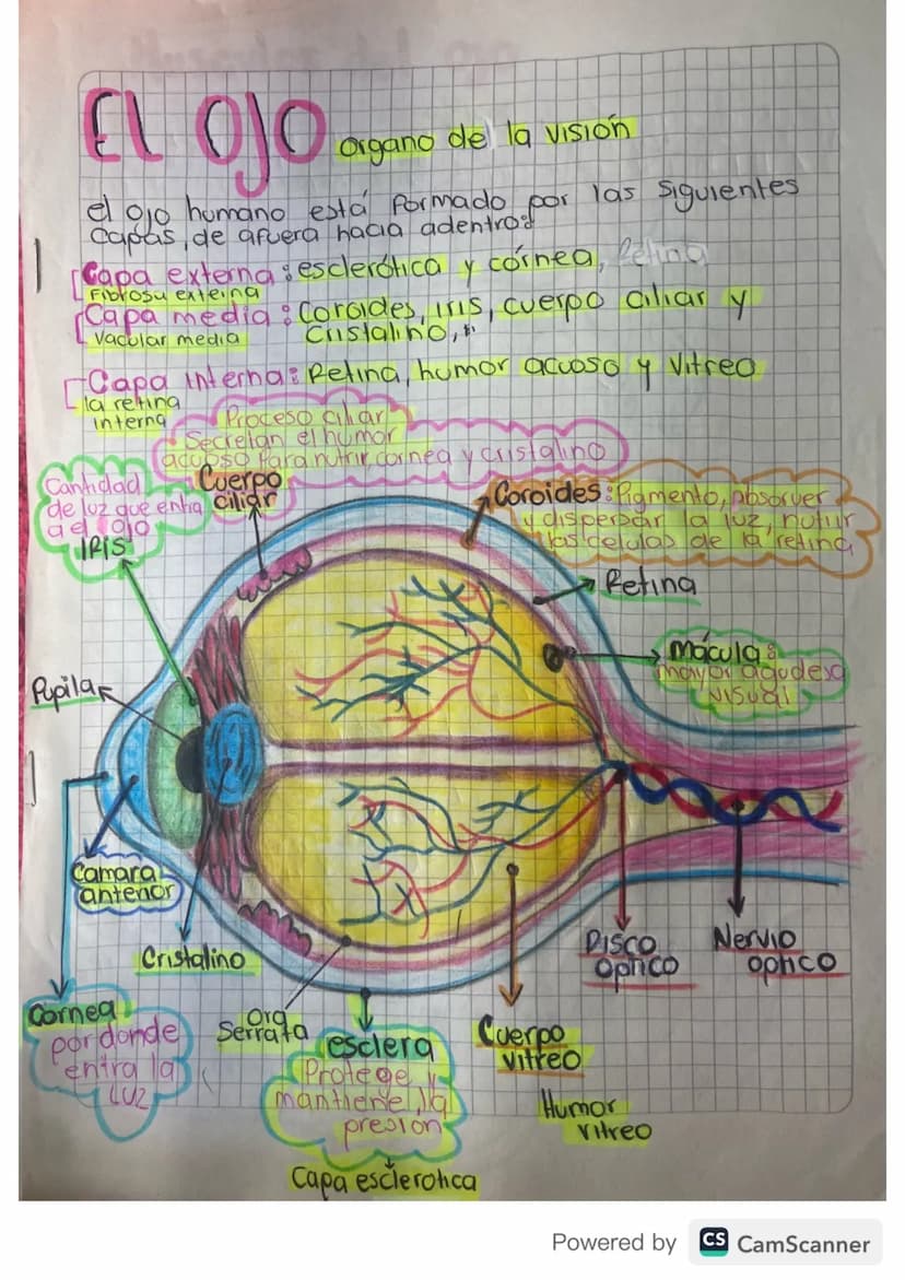 EL OJO
Organo de la Vision
el ojo humano está formado por las siguientes
Capas, de afuera hacia adentro.
Capa externa esclerótica
Fibrosu ex