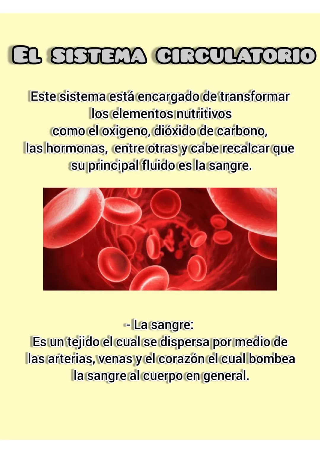 Sistema circulatorio humano y sus partes