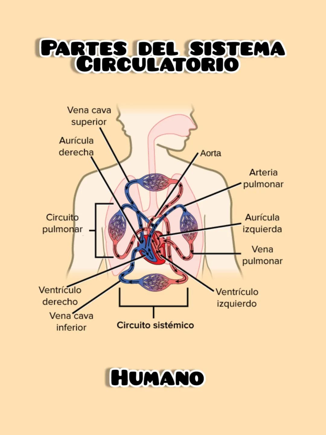 EL SISTEMA CIRCULATORIO
Este sistema está encargado de transformar
los elementos nutritivos
como el oxigeno, dióxido de carbono,
las hormona