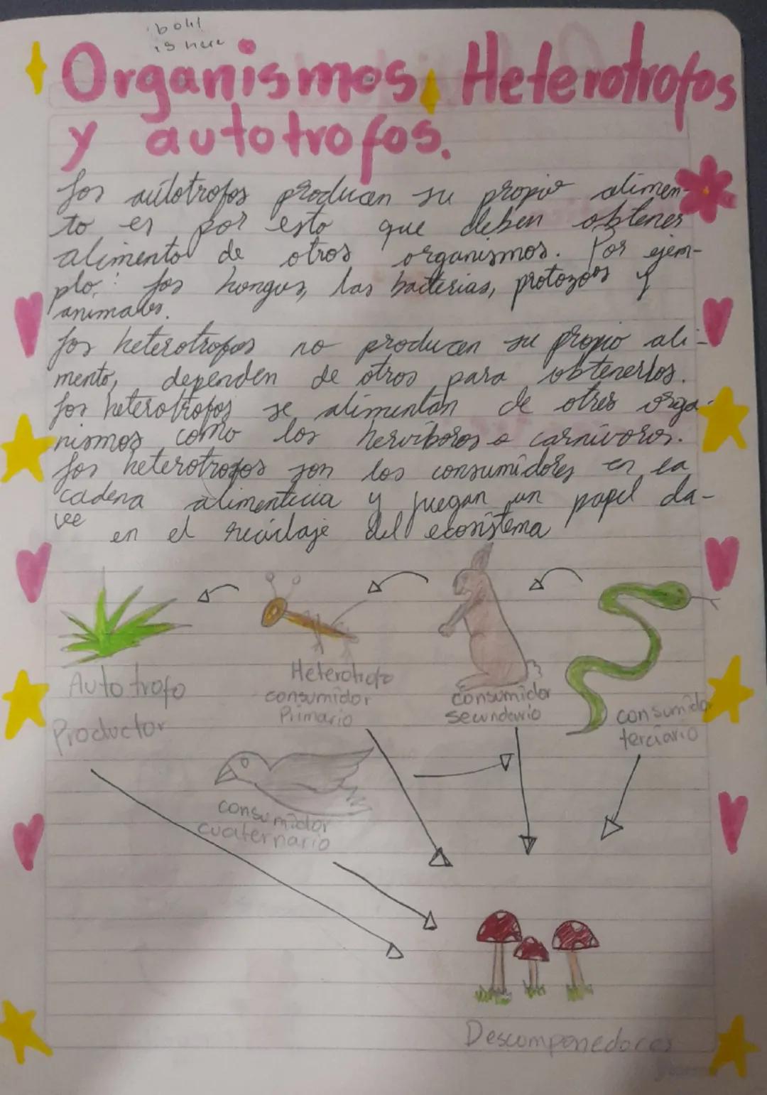 --- OCR Start ---
+ Organismos, Heterotrofos
y autotrofos.
for autotrofos producen su propio alimen
to es por esto que deben obtener
aliment