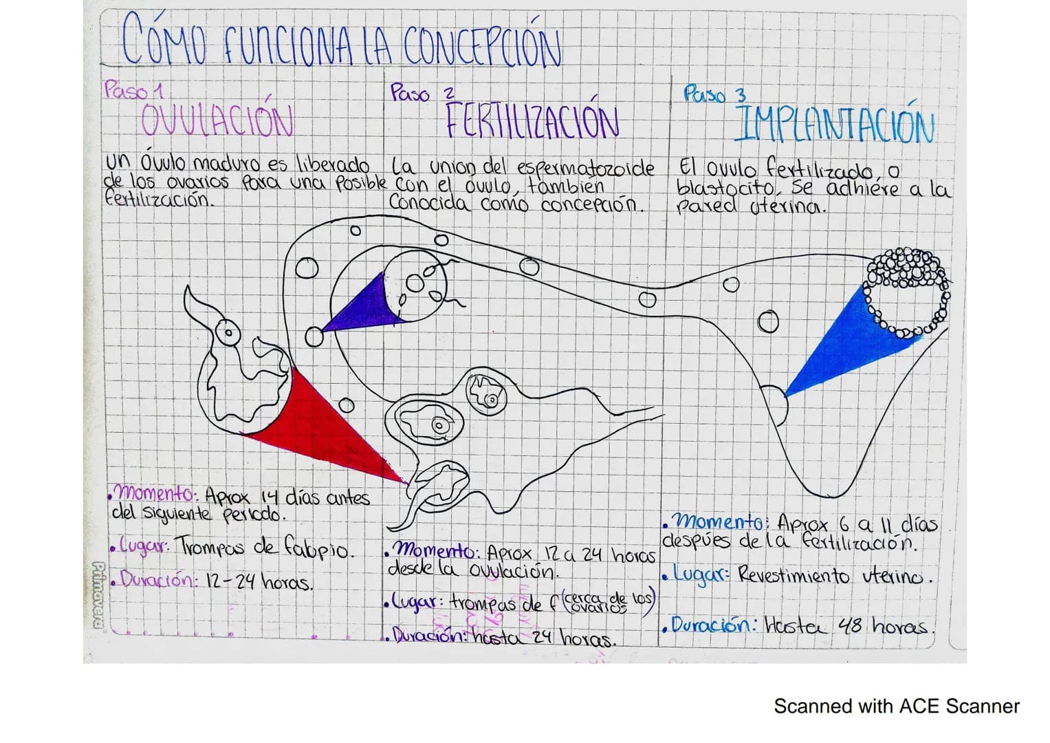 CÓMO FUNCIONA LA CONCEPCIÓN
Pasol
OVULACION
Paso 2
FERTILIZACIÓN
un óvulo maduro es liberado La union del espermatozoide
de los ovarios Para