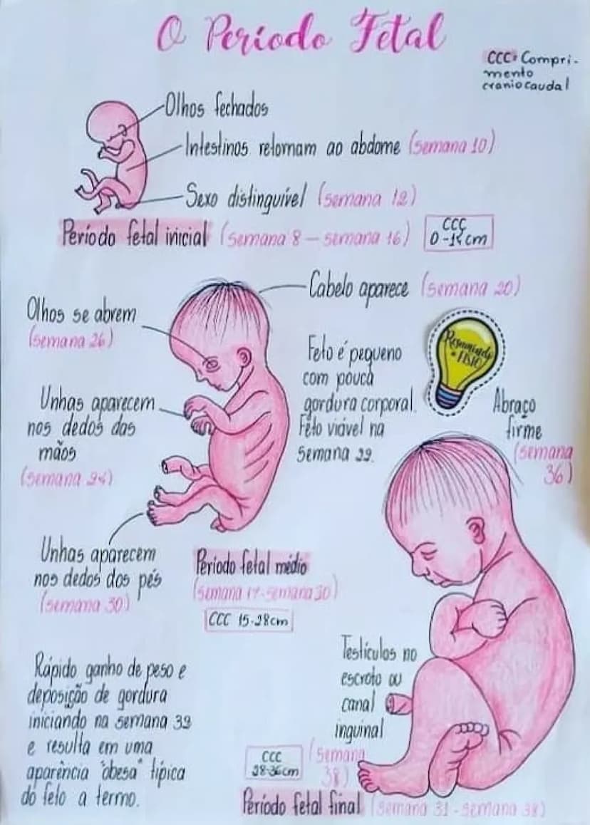 O Periodo Fetal
-Olhos fechados
CCC-Compri-
mento
cranio caudal
-Intestinos retornam ao abdome (semana 10)
-Sexo distinguivel (semana 12)
CC