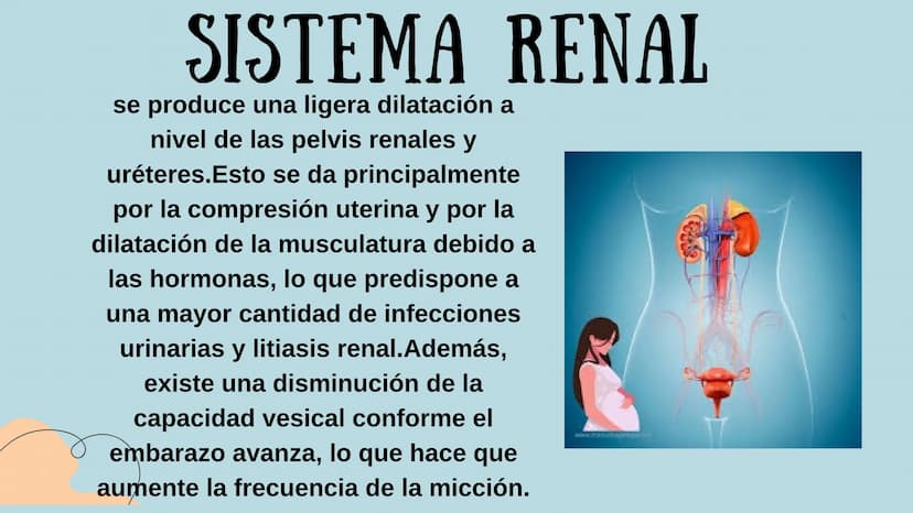 PROCESO GESTIONAL, CAMBIOS
FISIOLOGICOS DURANTE LA
GESTACIÓN CAMBIOS FISIOLOGICOS EN EL
EMBARAZO
La mujer gestante presenta una serie de
cam