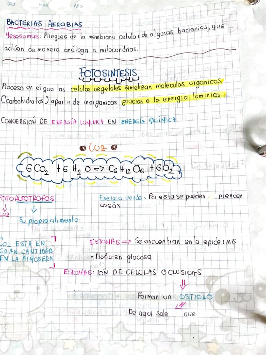 Dia
Mes
Año
# BACTERIAS AEROBIAS
Mesosomas: Pliegues de la membrana celular de algunas bacterias, que
actúan de manera análoga a milocondria