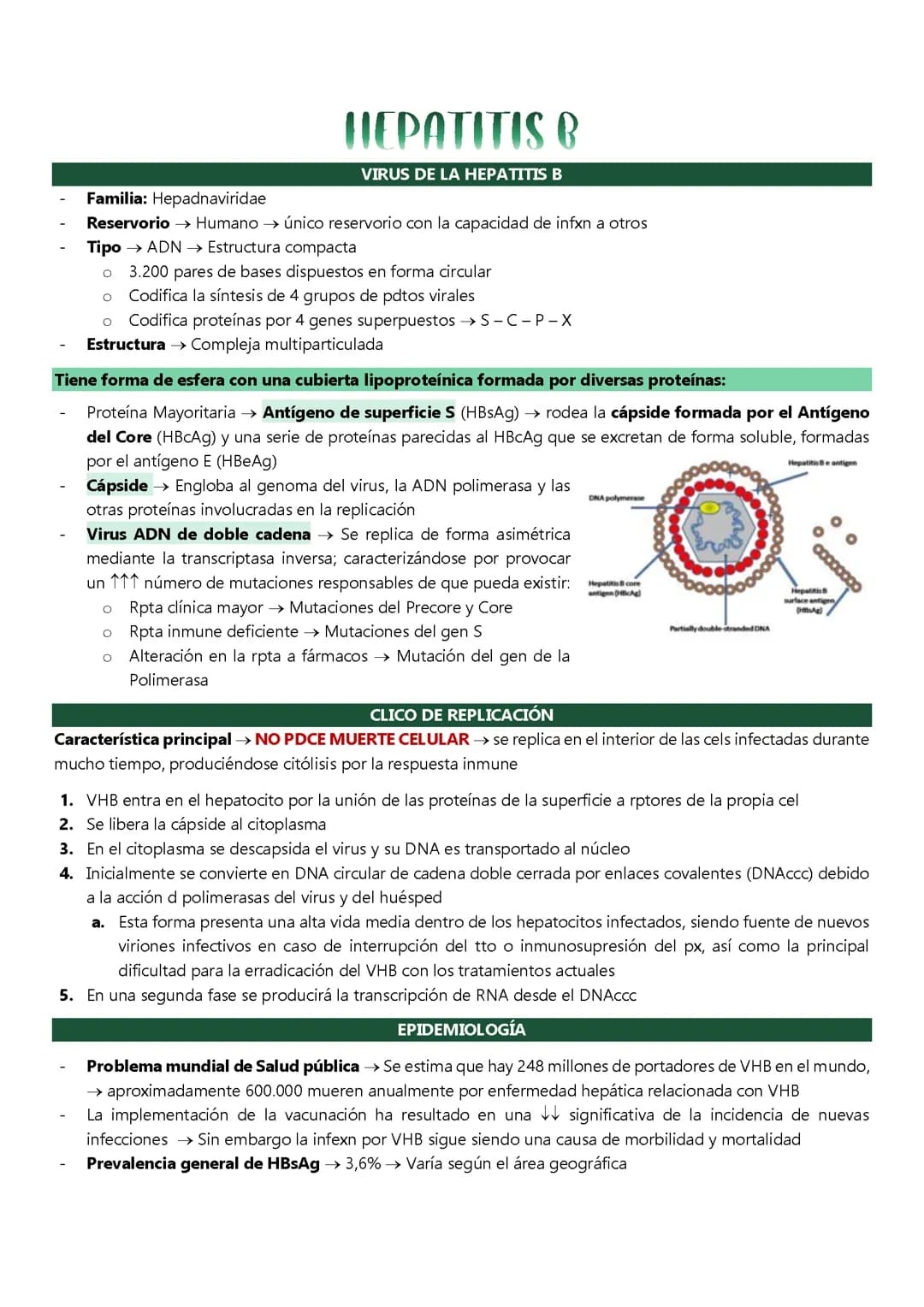 Todo sobre la Hepatitis B: Cómo se contagia, síntomas y tratamiento