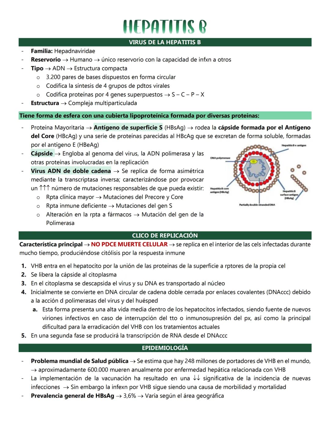 HEPATITIS B
VIRUS DE LA HEPATITIS B
Familia: Hepadnaviridae
Reservorio → Humano → único reservorio con la capacidad de infxn a otros
Tipo → 