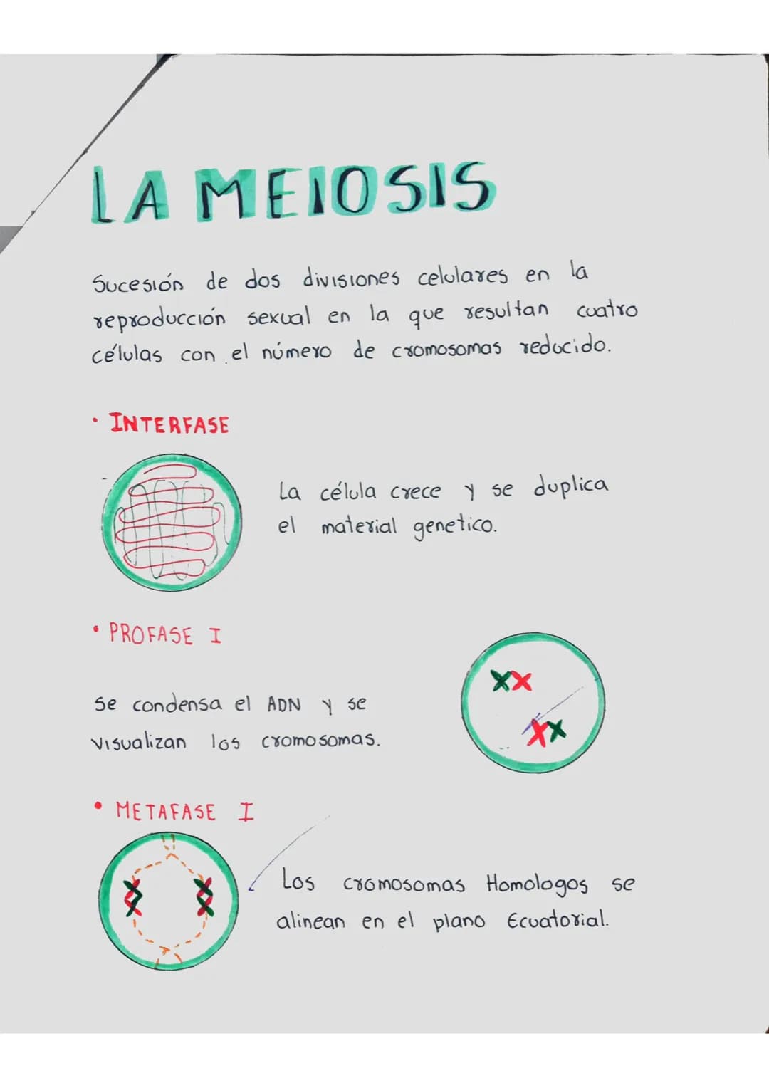 Meiosis