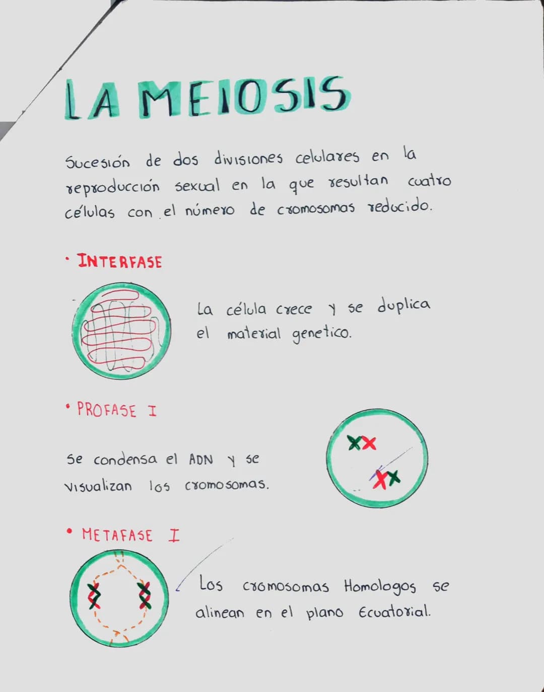 LA MEIOSIS
Sucesión de dos divisiones celulares en la
reproducción sexual en la que resultan
células con el número de cromosomas reducido.
c