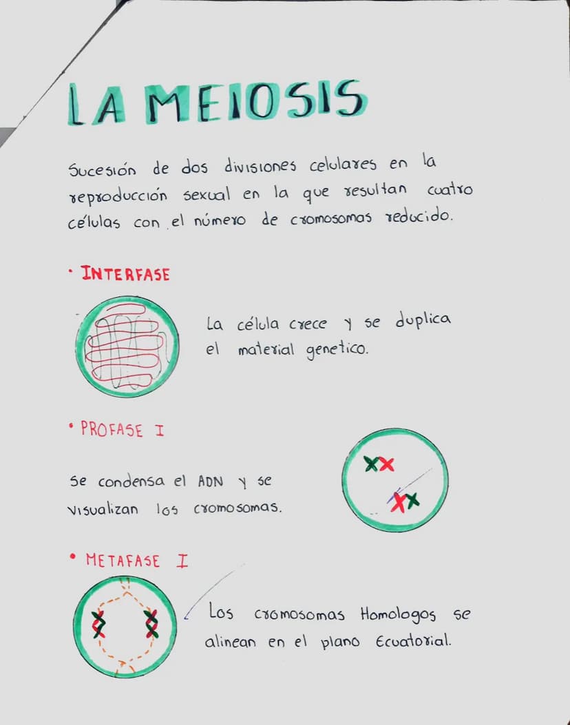 LA MEIOSIS
Sucesión de dos divisiones celulares en la
reproducción sexual en la que resultan
células con el número de cromosomas reducido.
c