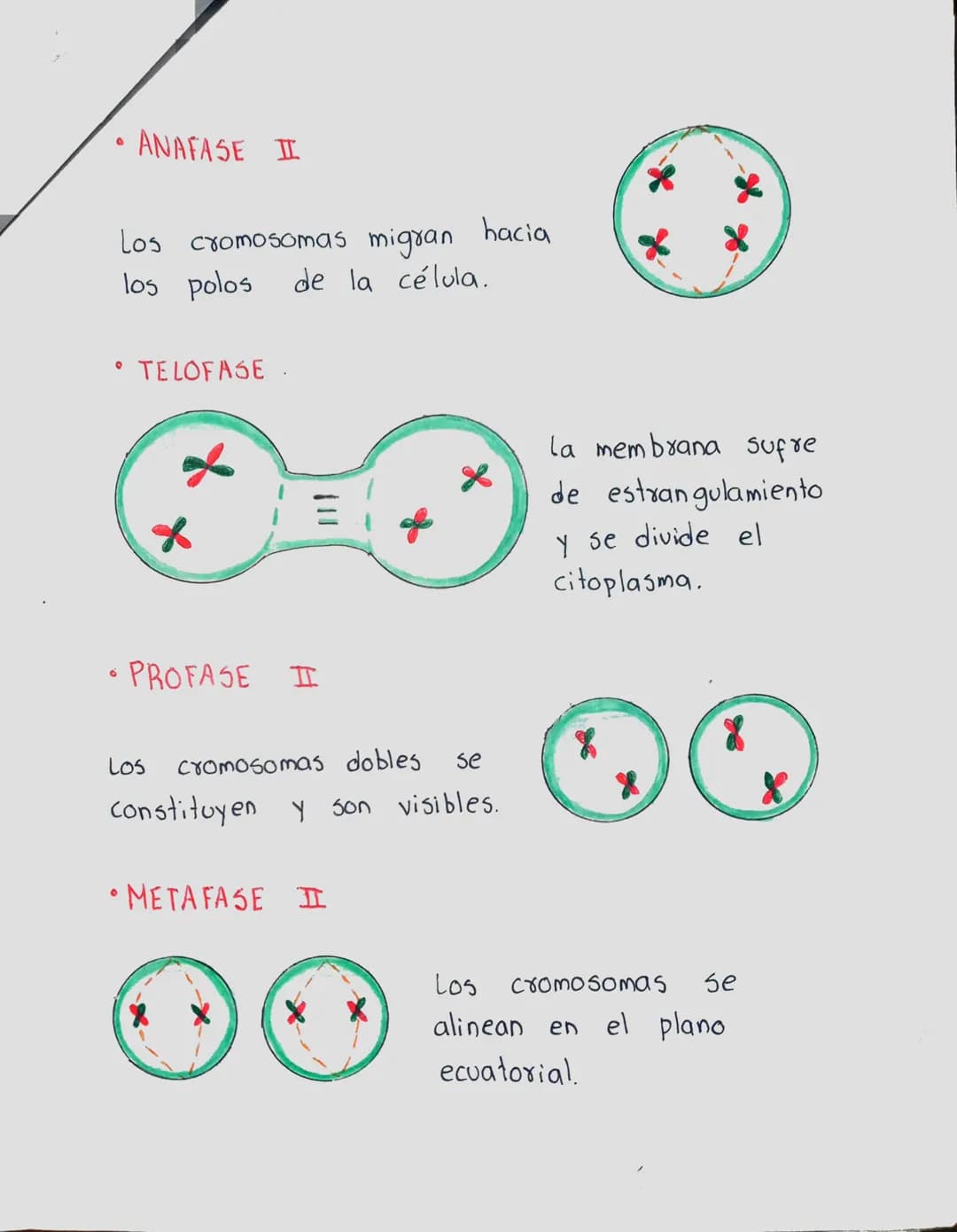 LA MEIOSIS
Sucesión de dos divisiones celulares en la
reproducción sexual en la que resultan
células con el número de cromosomas reducido.
c