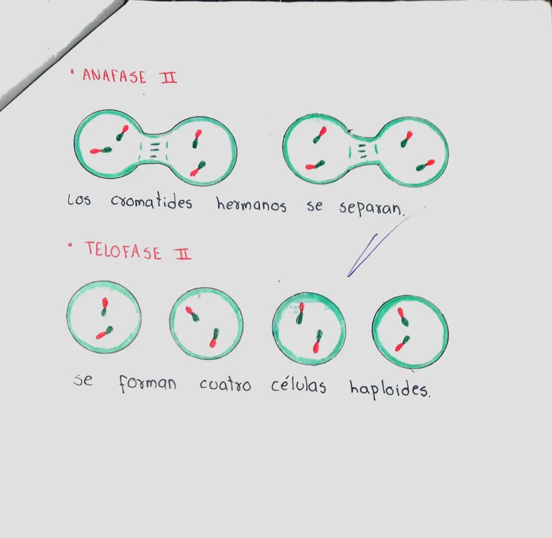 LA MEIOSIS
Sucesión de dos divisiones celulares en la
reproducción sexual en la que resultan
células con el número de cromosomas reducido.
c