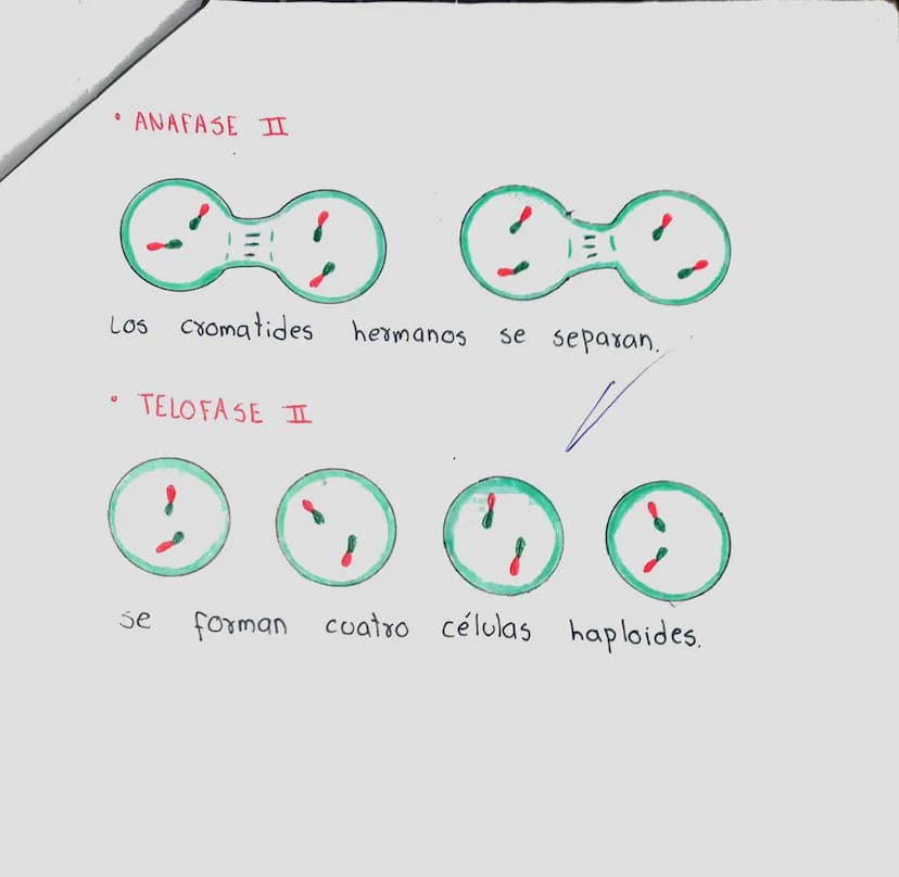 LA MEIOSIS
Sucesión de dos divisiones celulares en la
reproducción sexual en la que resultan
células con el número de cromosomas reducido.
c
