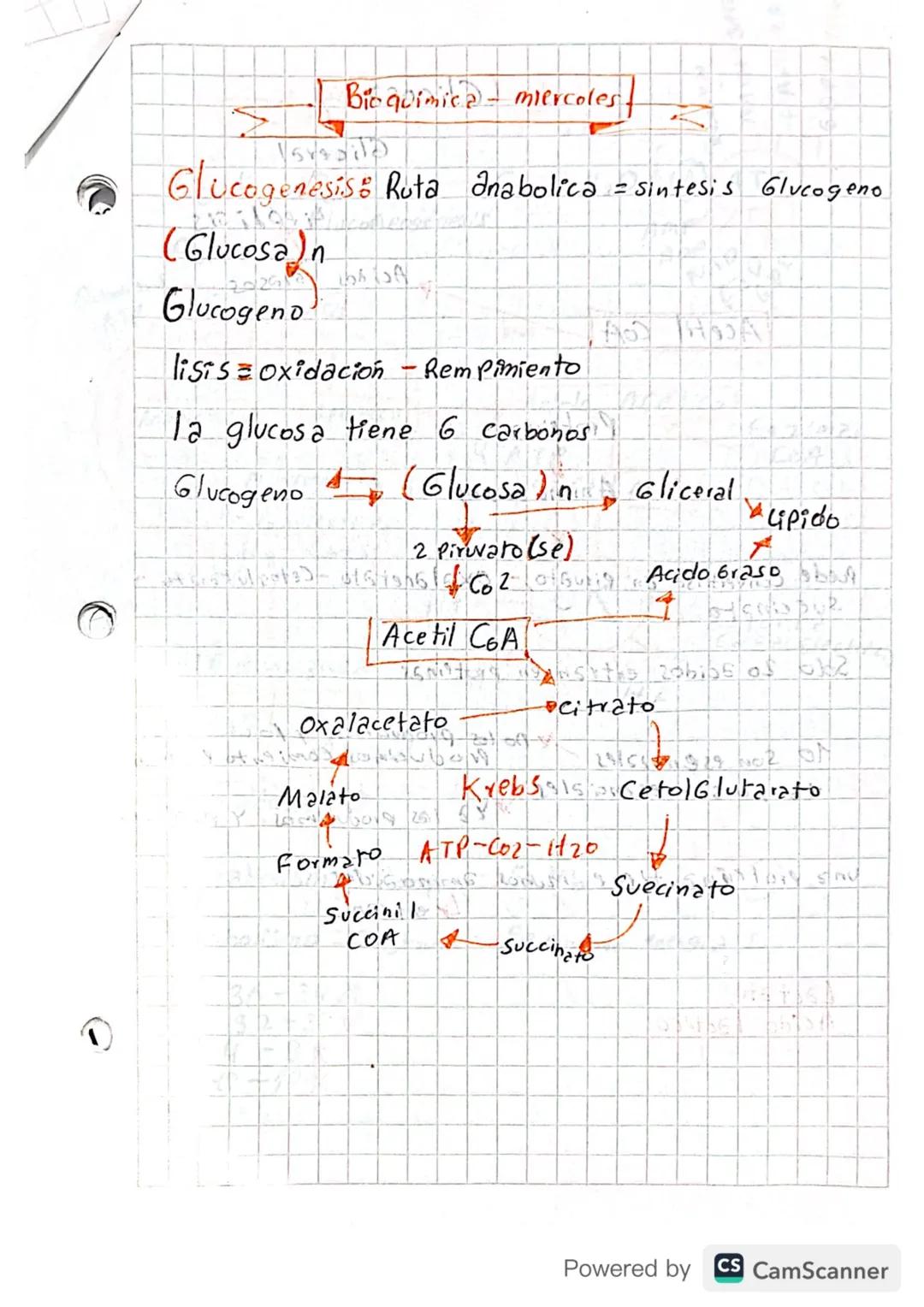 A
Bioquímica - miercoles
Glucogenesis: Ruta anabolica = sintesis Glucogeno
(Glucosa)n
Glucogeno
lisis oxidación
A HOA
Rem pimiento
la glucos