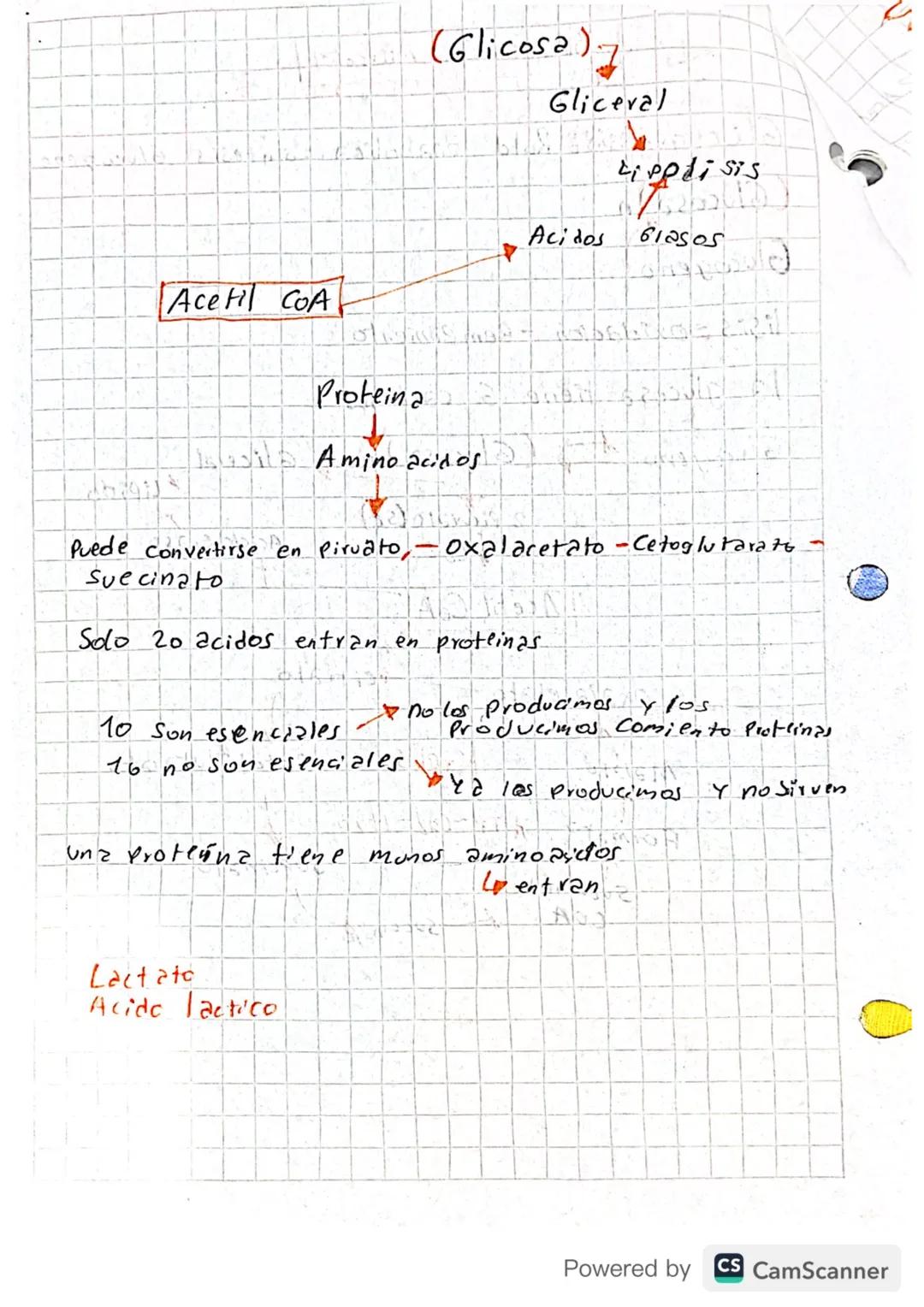 A
Bioquímica - miercoles
Glucogenesis: Ruta anabolica = sintesis Glucogeno
(Glucosa)n
Glucogeno
lisis oxidación
A HOA
Rem pimiento
la glucos