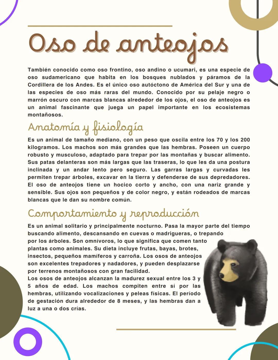 # Oso de anteojos

También conocido como oso frontino, oso andino o ucumari, es una especie de
oso sudamericano que habita en los bosques nu