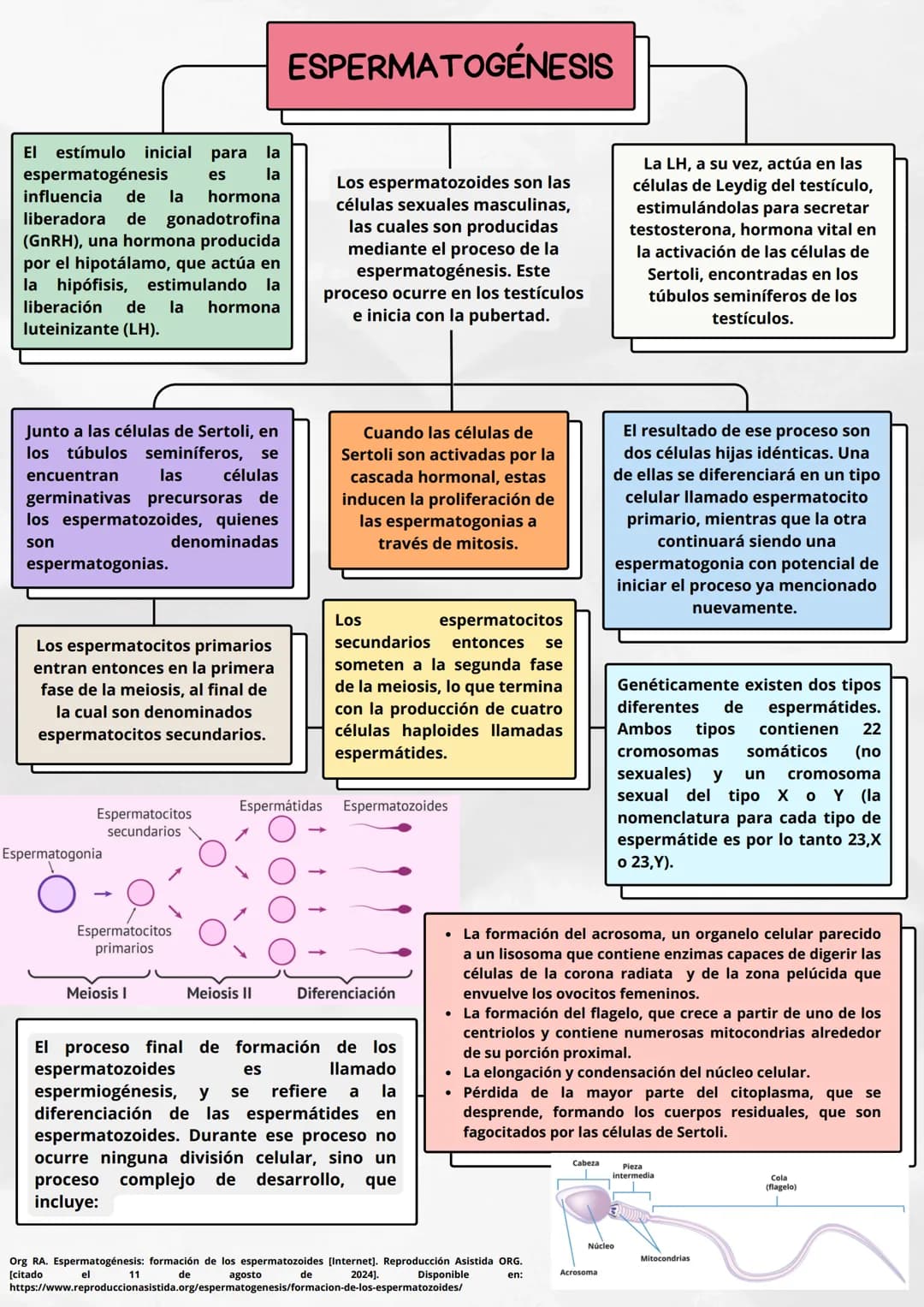 ESPERMATOGÉNESIS
para la
la
ΕΙ estímulo inicial
espermatogénesis es
influencia de la
hormona
liberadora de gonadotrofina
(GnRH), una hormona
