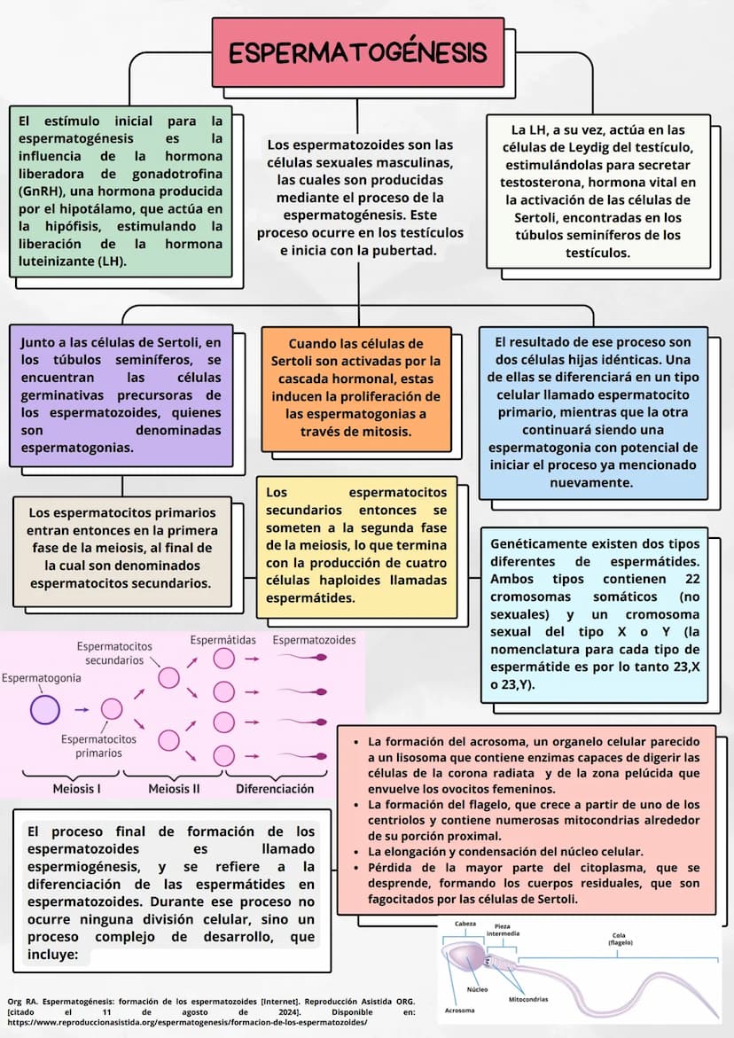 ESPERMATOGÉNESIS
para la
la
ΕΙ estímulo inicial
espermatogénesis es
influencia de la
hormona
liberadora de gonadotrofina
(GnRH), una hormona