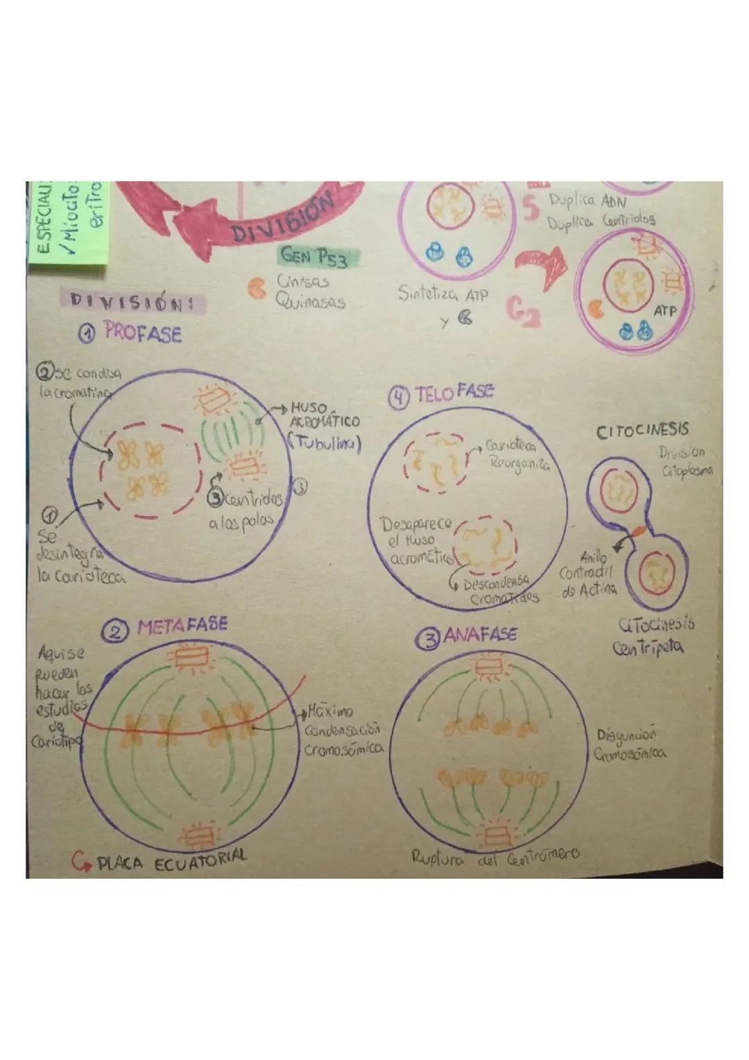 Fases de la División Celular: Profase y Metafase
