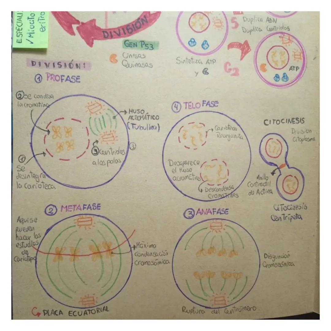 E SPECIALI
✓Miocito
eritro
DIVISIÓN!
PROFASE
se condesa
la cromating
DIVISION
GEN P53
Cinisas
Quinasas
Sintetiza ATP
YLLA
Duplica ADN
Duplic