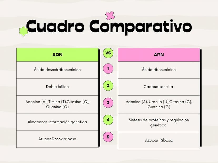 Cuadro Comparativo
ADN
Ácido desoxirribonucleico
Doble hélice
N
VS
ARN
Ácido ribonucleico
Cadena sencilla
Adenina (A), Timina (T),Citosina (