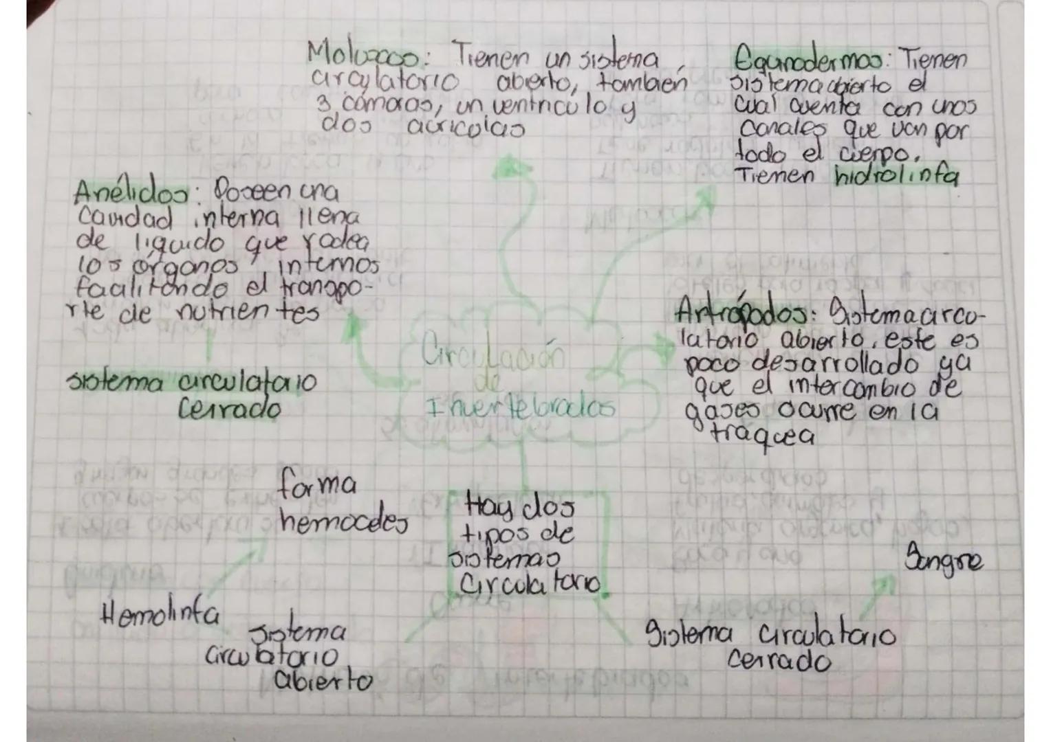 Moluscos: Tienen un sistema
arculatorio abierto, tambien
3, cómoras, un ventricolo y
dos auricolas

Egunodermos: Tienen
sistema abierto el
c
